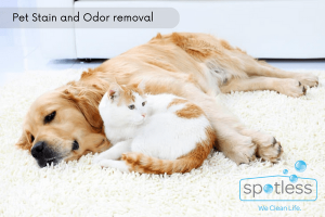 Pet Stain and Odor removal